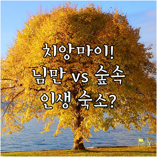 치앙마이 숙소 추천 님만해민 중심 호텔과 숲속 정원 리조트 어디가 좋을까?